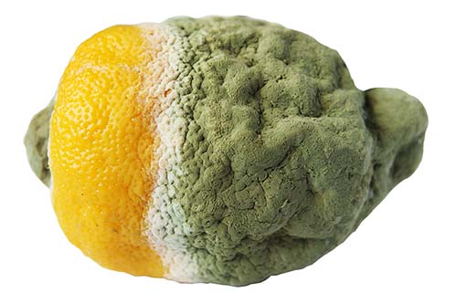 مواد غذایی کپک زده یخچال